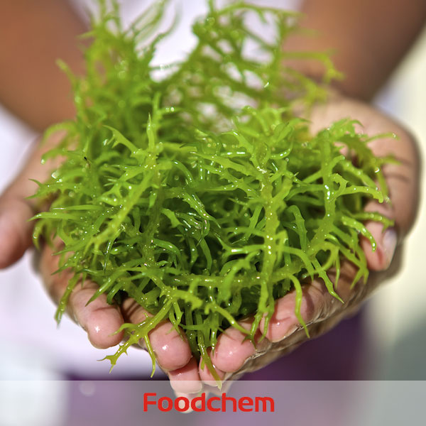 Carrageenan supplier Foodgel2100(Type A) suppliers